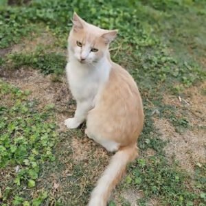 6 month old orange stray male kitten kitty cat