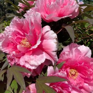 "Yachiyo tsubaki" large flower Japanese tree peony