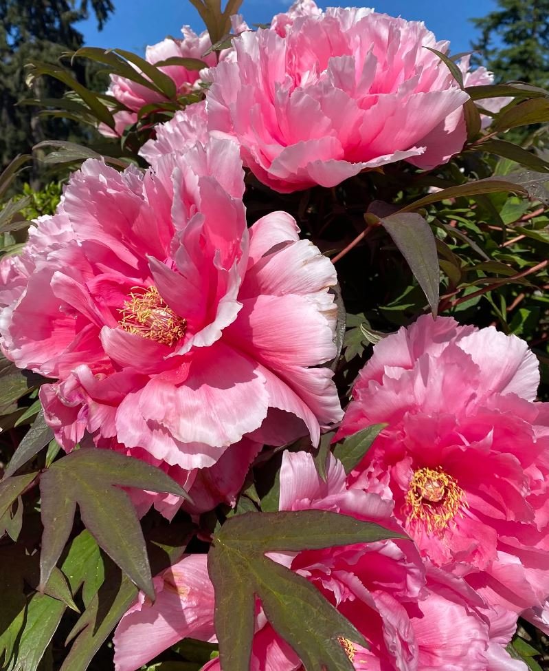 "Yachiyo tsubaki" Japanese tree peony - Image 5