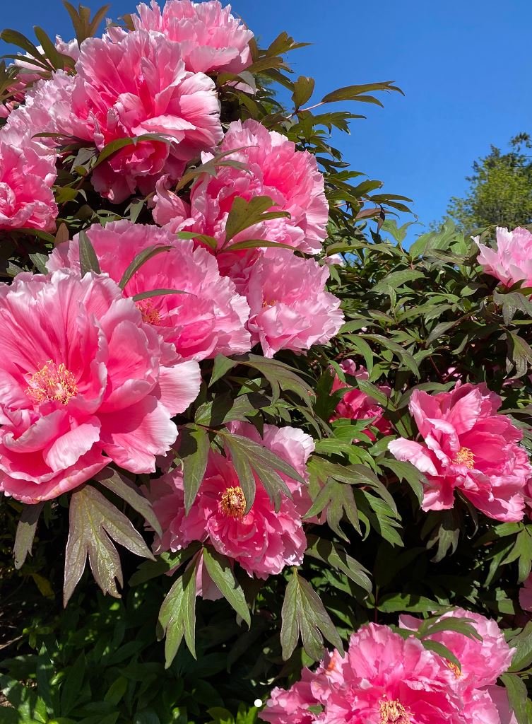 "Yachiyo tsubaki" Japanese tree peony - Image 9