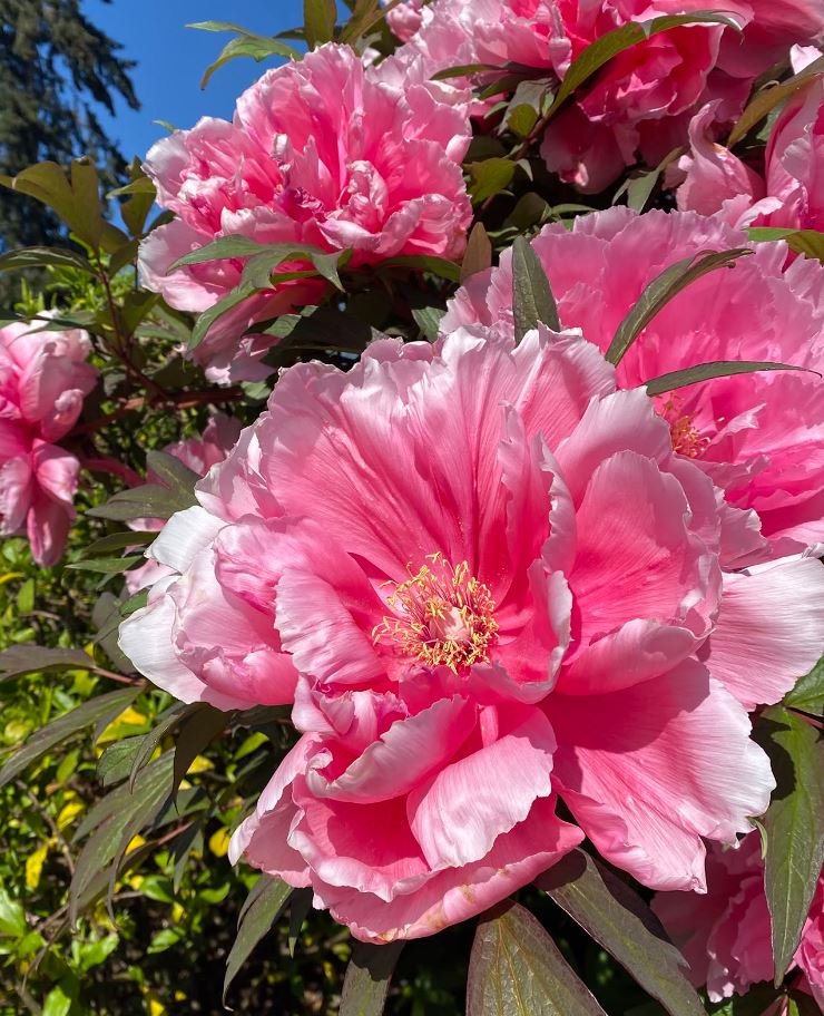 "Yachiyo tsubaki" large flower Japanese tree peony - Image 3