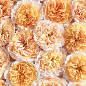 12 roses Beatrice deluxe, unique garden roses