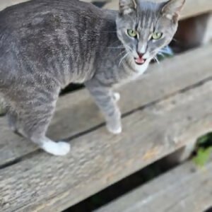 3-4 month old tabby kitten kitty cat
