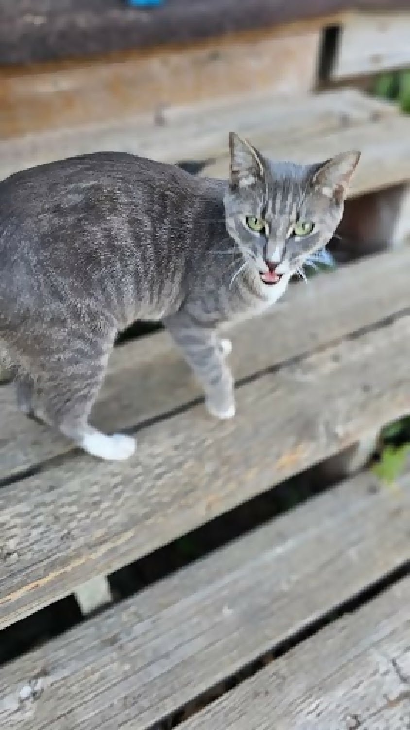 3-4 month old tabby kitten kitty cat