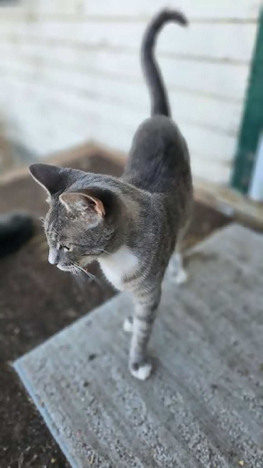 1.5-2 year old stray female kitty cat