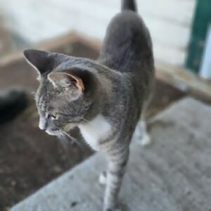 1.5-2 year old stray female kitty cat