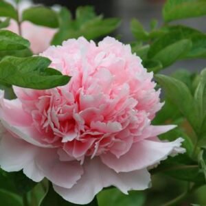 "Zhao pink" large flower tree peony Preorder for fall 2026