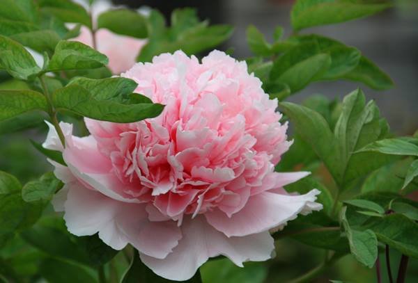 "Zhao pink" large flower tree peony Preorder for fall 2026