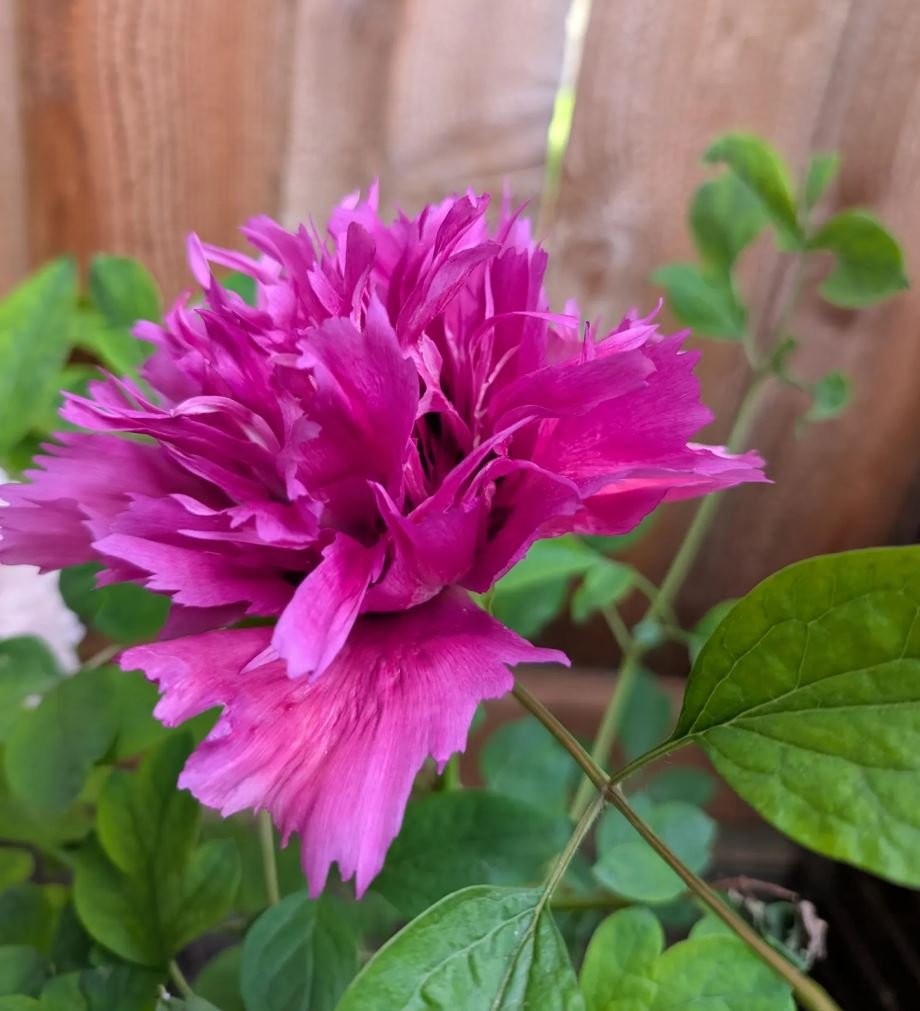 "Zi guan yu chi" large flower tree peony - Image 8