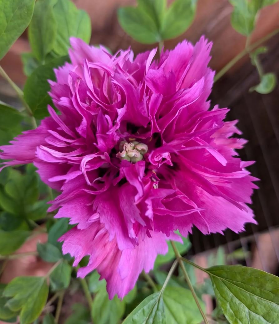 Random and lost tag large flower tree peony - Image 8