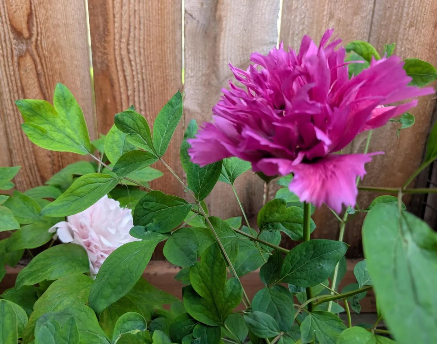 "Zi guan yu chi" large flower tree peony - Image 9