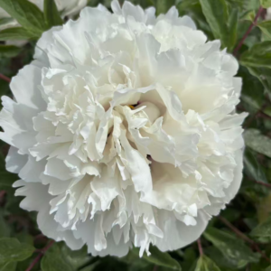 Bai Yu Shan tree peony