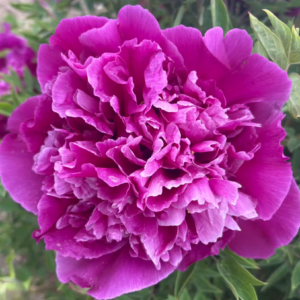 Cai Yuan Guang Jin tree peony