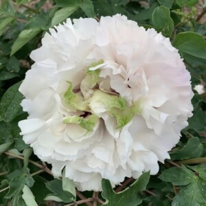 Emerald Butterfly (Cui Die Xi Yu) Rockii Tree Peony