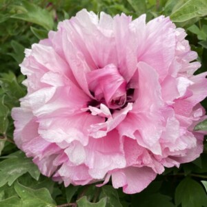 Peach Blossom Champion (Tao Hua Zhuang Yuan) Rockii Tree Peony