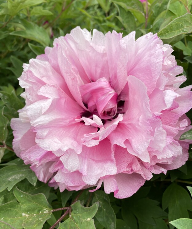 Peach Blossom Champion (Tao Hua Zhuang Yuan) Rockii Tree Peony