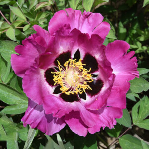 Rosy Cheeks (Zi Lian Deng) Rockii Tree Peony