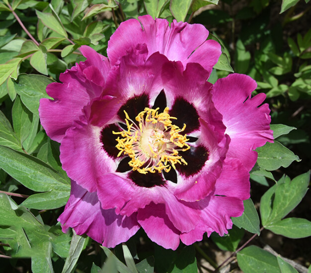 Rosy Cheeks (Zi Lian Deng) Rockii Tree Peony