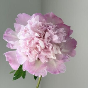 Butterfly Kiss (Die Lian Hua) Rockii Tree Peony