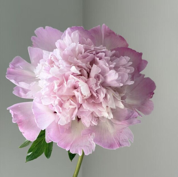 Butterfly Kiss (Die Lian Hua) Rockii Tree Peony
