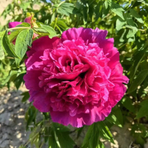 Magenta Flame (He Ping Hong) Rockii Tree Peony