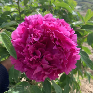 Crimson Summit (Zi Yun Feng) Rockii Tree Peony