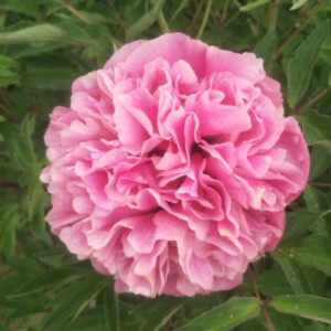 Rose Diamond (Hong Guan Yu Zhu) Rockii Tree Peony