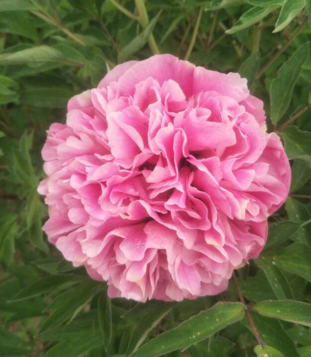 Rose Diamond (Hong Guan Yu Zhu) Rockii Tree Peony