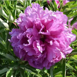 Lavender Serenity (Lan Hai Feng Yun) Rockii Tree Peony