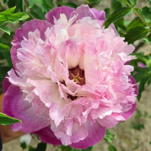 Fang Hua tree peony