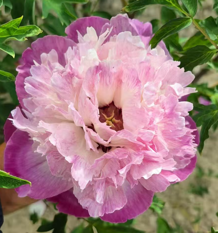 Fang Hua tree peony