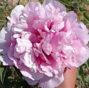 Fen Guan Yu Zhu tree peony