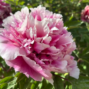 Fen Huo Tai tree peony