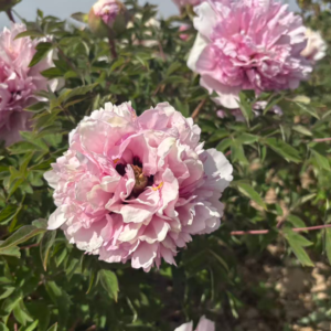 Fen Jiao Yan tree peony