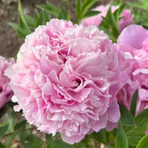 Fen Rong tree peony
