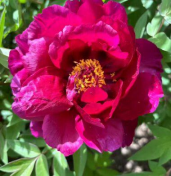Gu Cheng Xiang Hui tree peony
