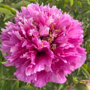 Hong Guan Jin Hua tree peony