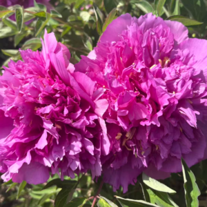 Hong Guan Jin Yao Dai tree peony
