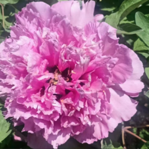 Hong Guan Sa Jin tree peony