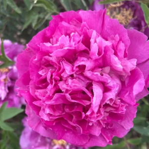 Hong Lou Cang Jiao tree peony