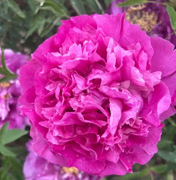 Hong Lou Cang Jiao tree peony