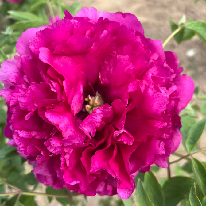 Hong Lou Cha Cui tree peony