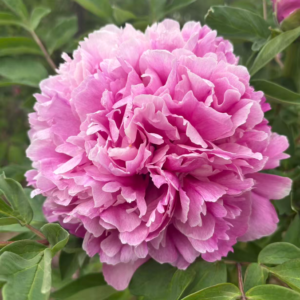 Huo Qi Ling tree peony