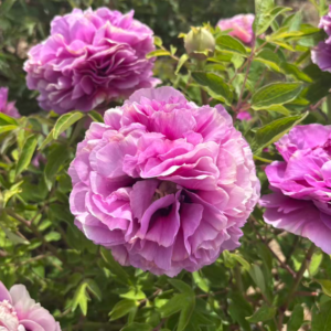 Jin Cheng Lan tree peony