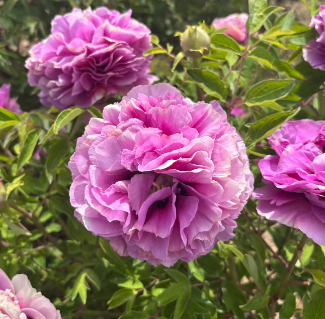 Jin Cheng Lan tree peony