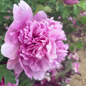 Lan Guan Yu Dai tree peony