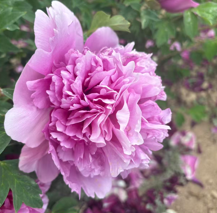 Lan Guan Yu Dai tree peony