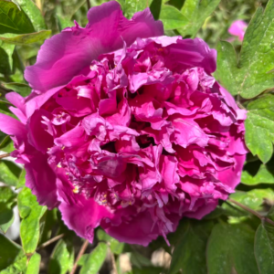 Lan Shan Jin Guang tree peony