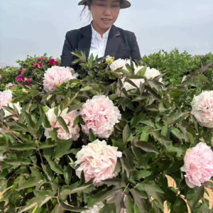 Lan Xian Nu tree peony
