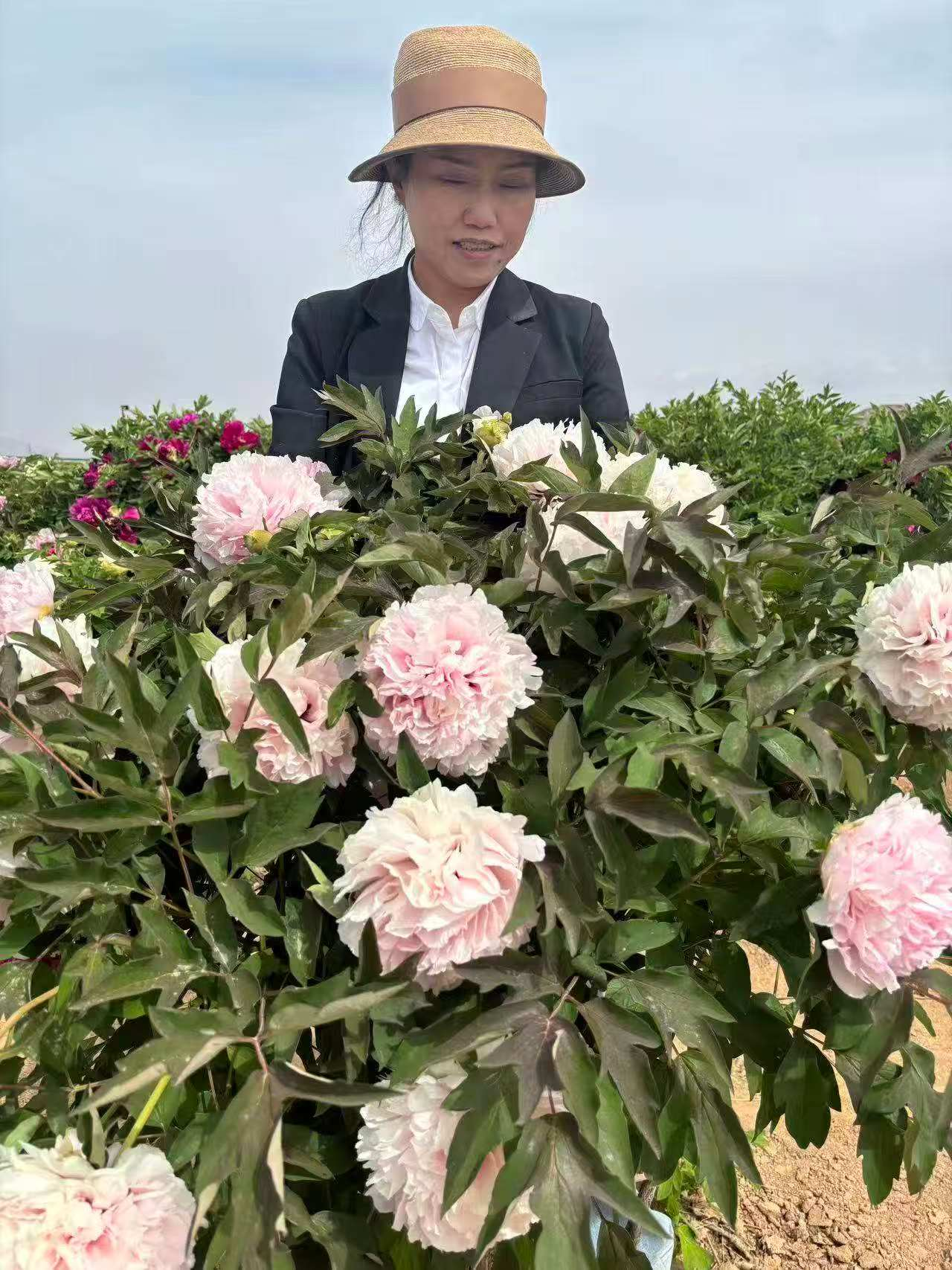 Lan Xian Nu tree peony